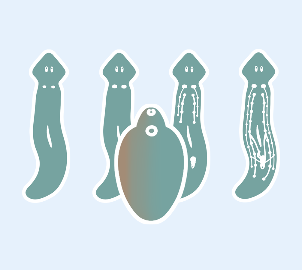 プラナリア班