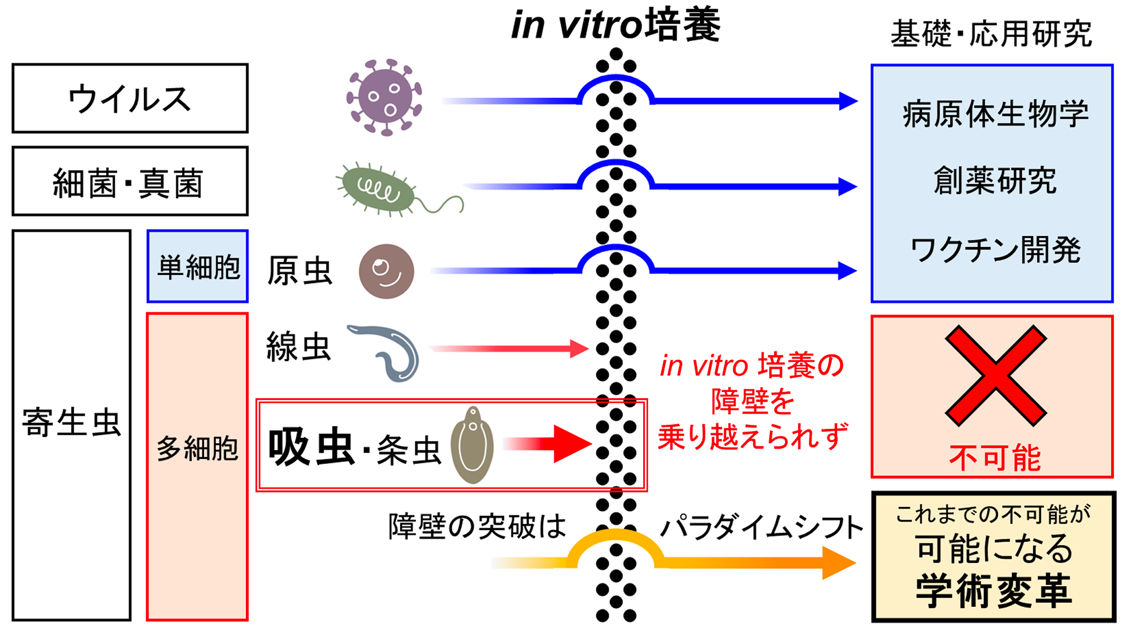 in vitro 培養