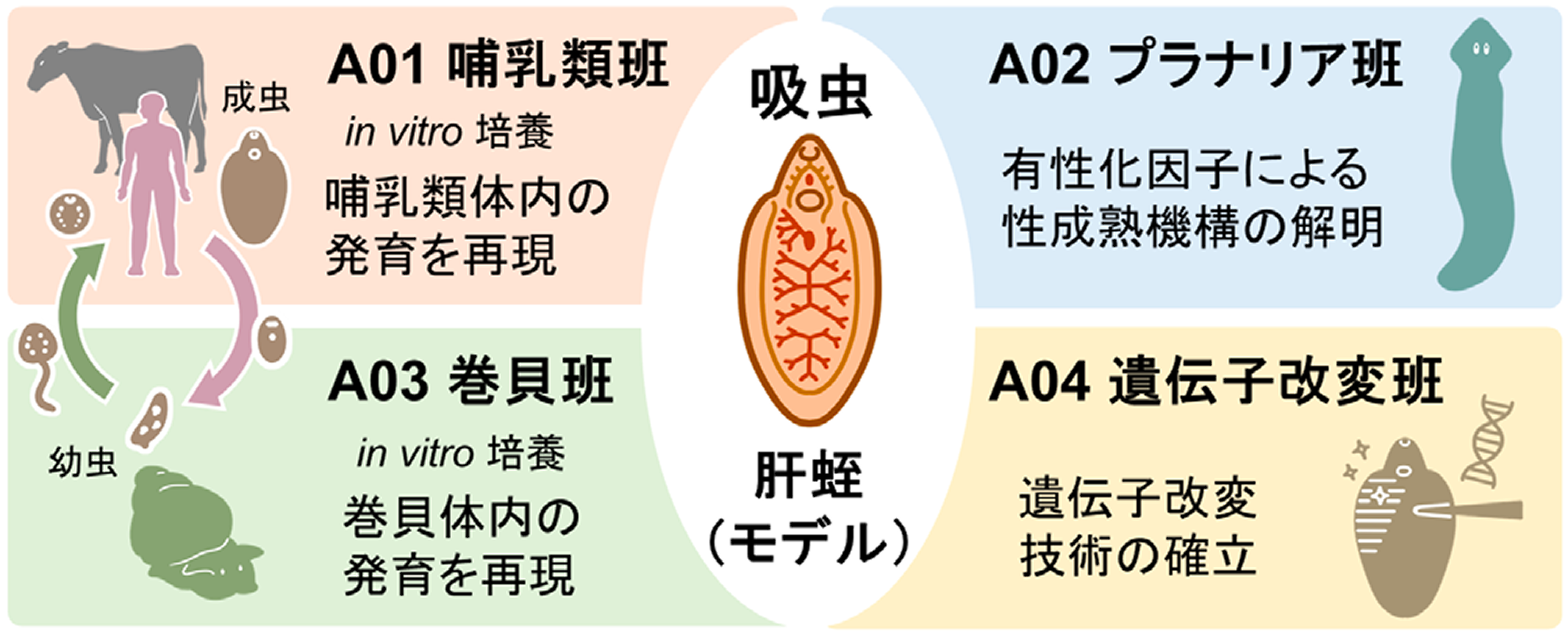 吸虫 肝蛭を中心とした研究組織図
