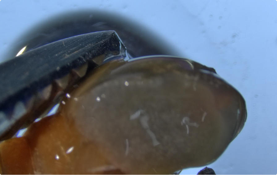 宿主体外で操作した虫体を宿主に戻す：ヒメモノアラガイへの虫体の移入
（1）