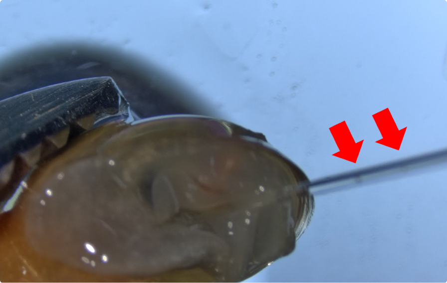 宿主体外で操作した虫体を宿主に戻す：ヒメモノアラガイへの虫体の移入（3）