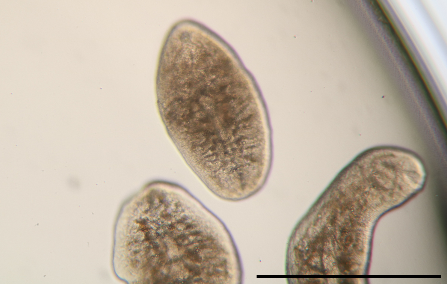 培養中の幼虫（マウス感染後7日齢）、Bar = 0.5mm